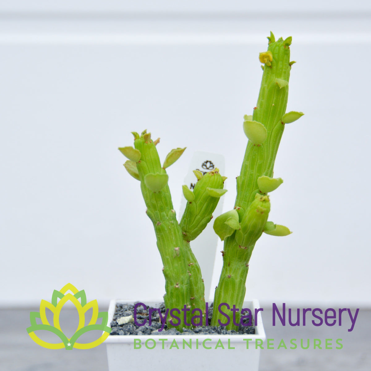 Monadenium Ellenbeckii