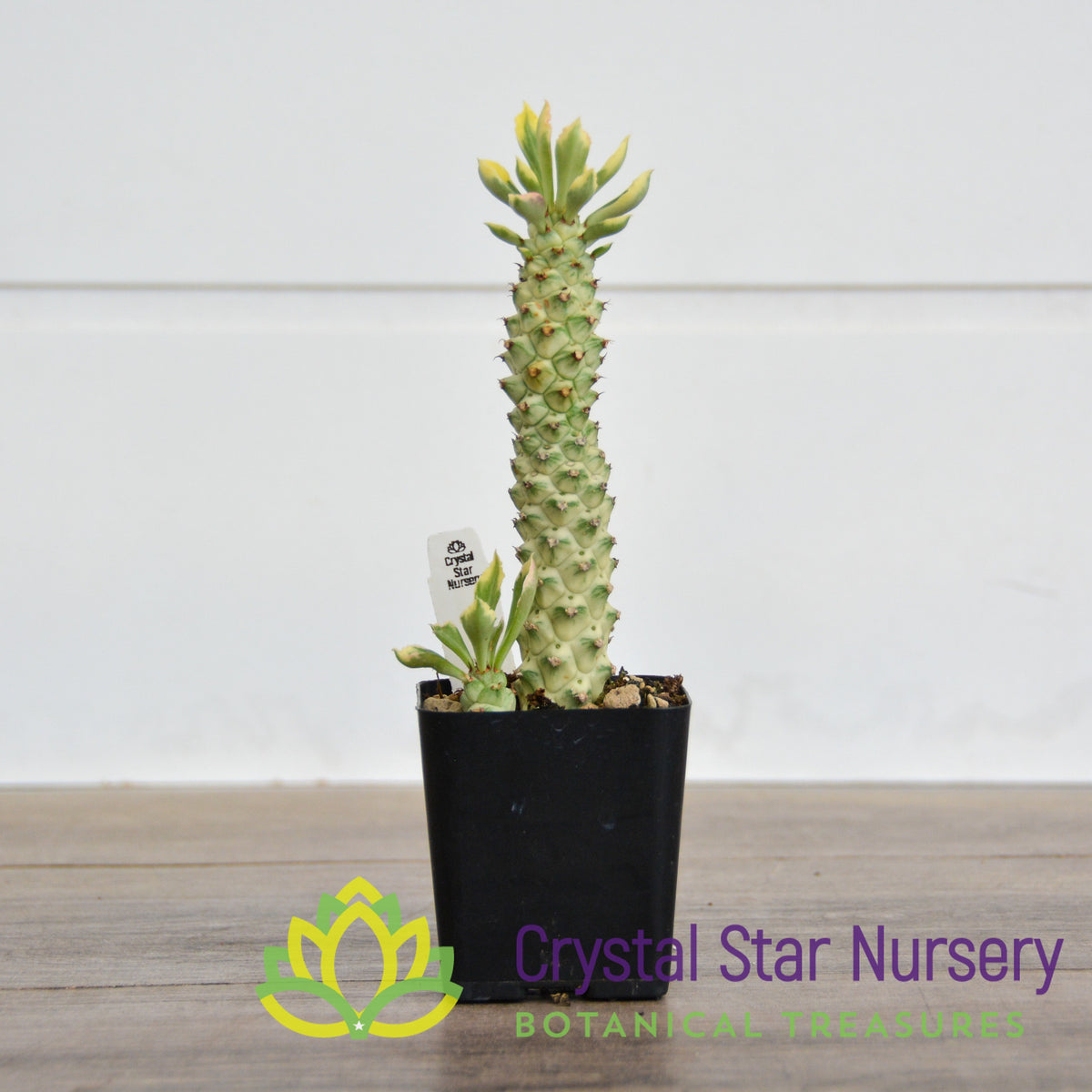 Monadenium Stapelioides Variegata