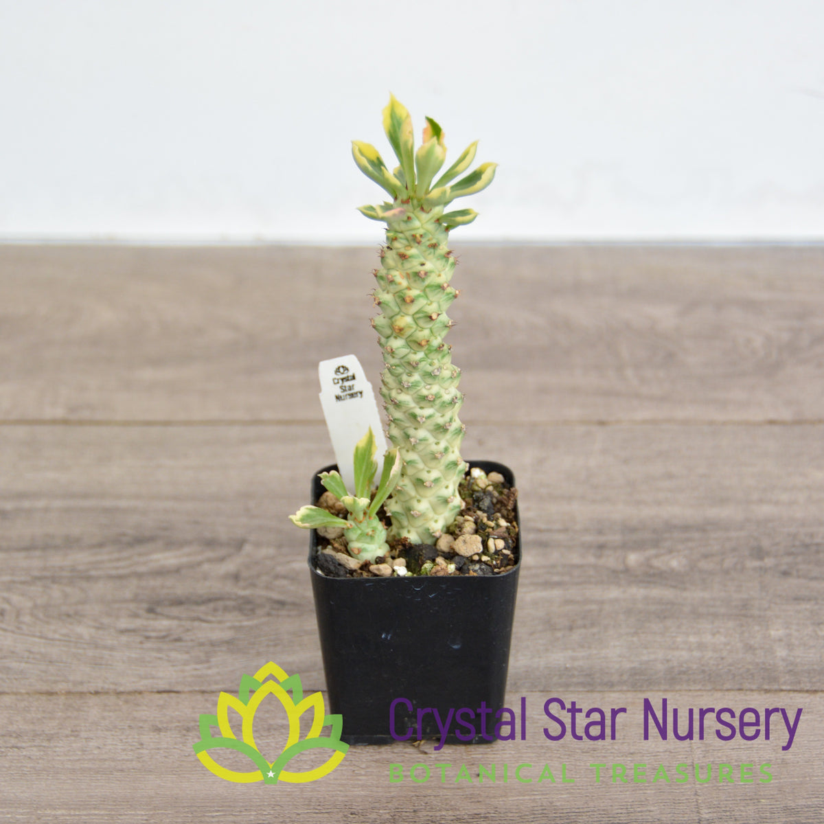 Monadenium Stapelioides Variegata