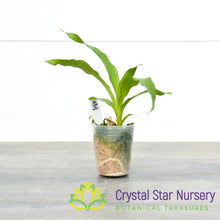 Monnierara Jumbo Delight (CY9)