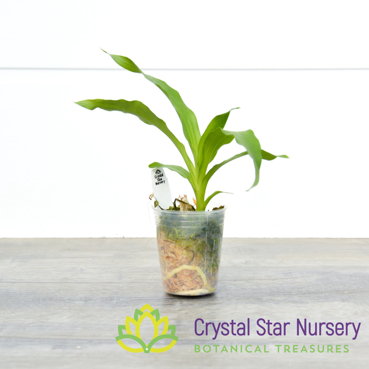 Monnierara Jumbo Delight (CY9)