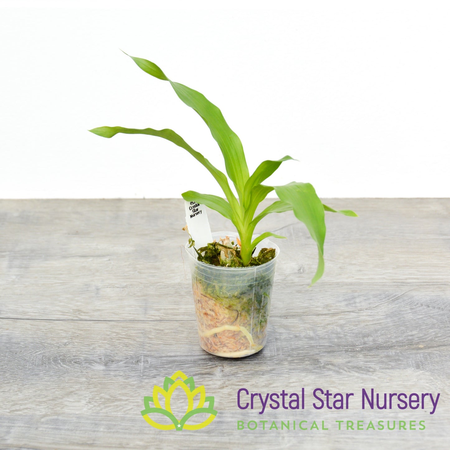 Monnierara Jumbo Delight (CY9)
