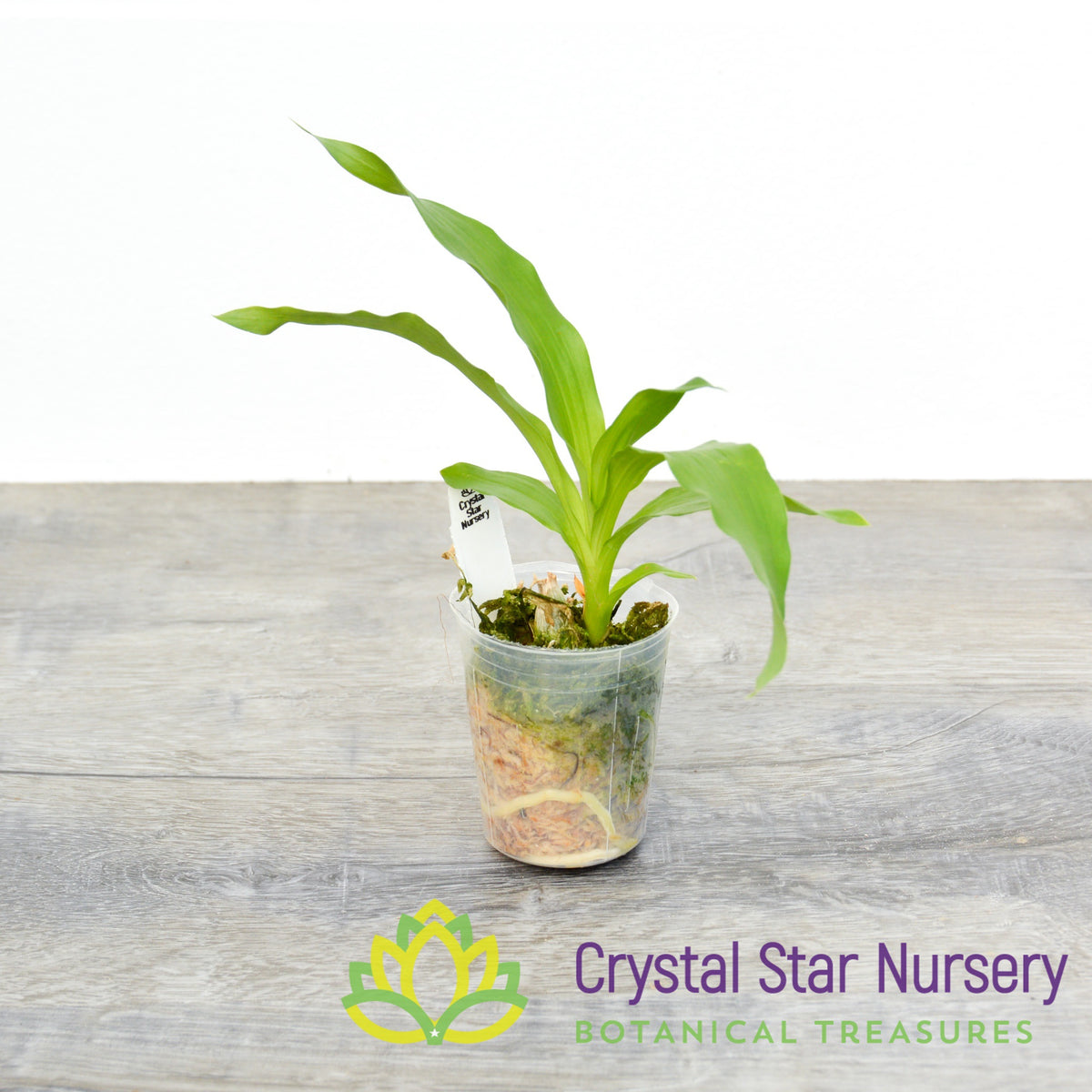 Monnierara Jumbo Delight (CY9)