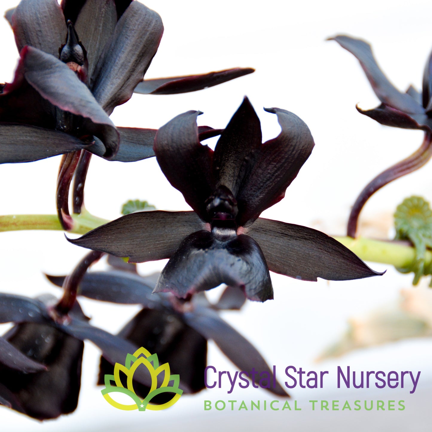 Monnierara Millennium Magic 'Witchcraft' FCC/AOS