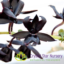 Monnierara Millennium Magic 'Witchcraft' FCC/AOS