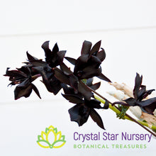Monnierara Millennium Magic 'Witchcraft' FCC/AOS