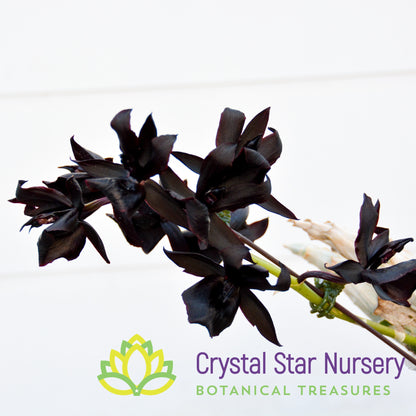 Monnierara Millennium Magic 'Witchcraft' FCC/AOS