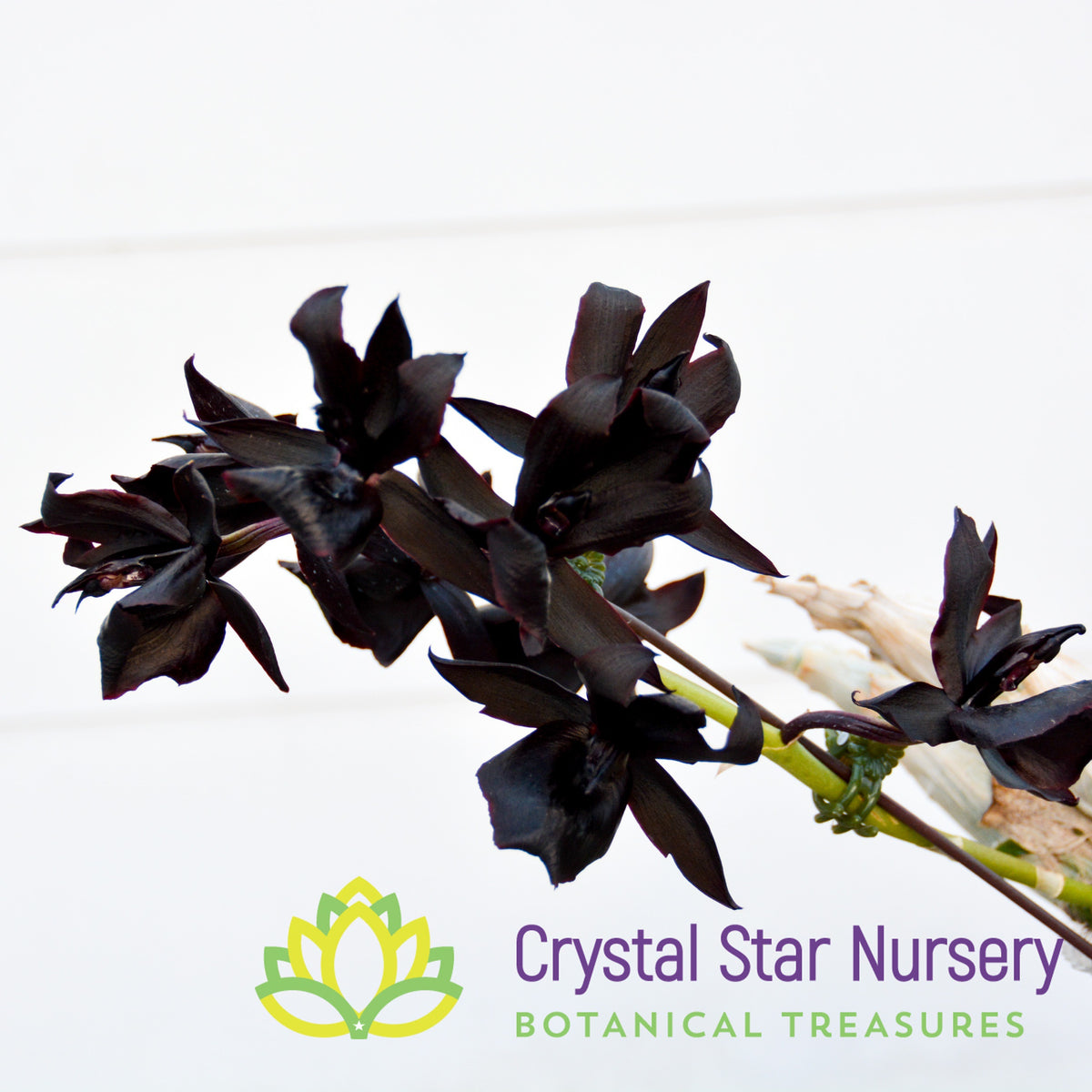 Monnierara Millennium Magic &#39;Witchcraft&#39; FCC/AOS