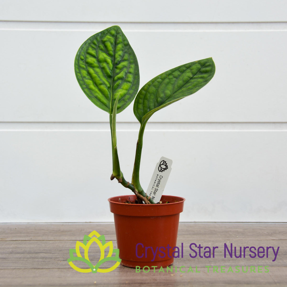 Monstera Karstenianum