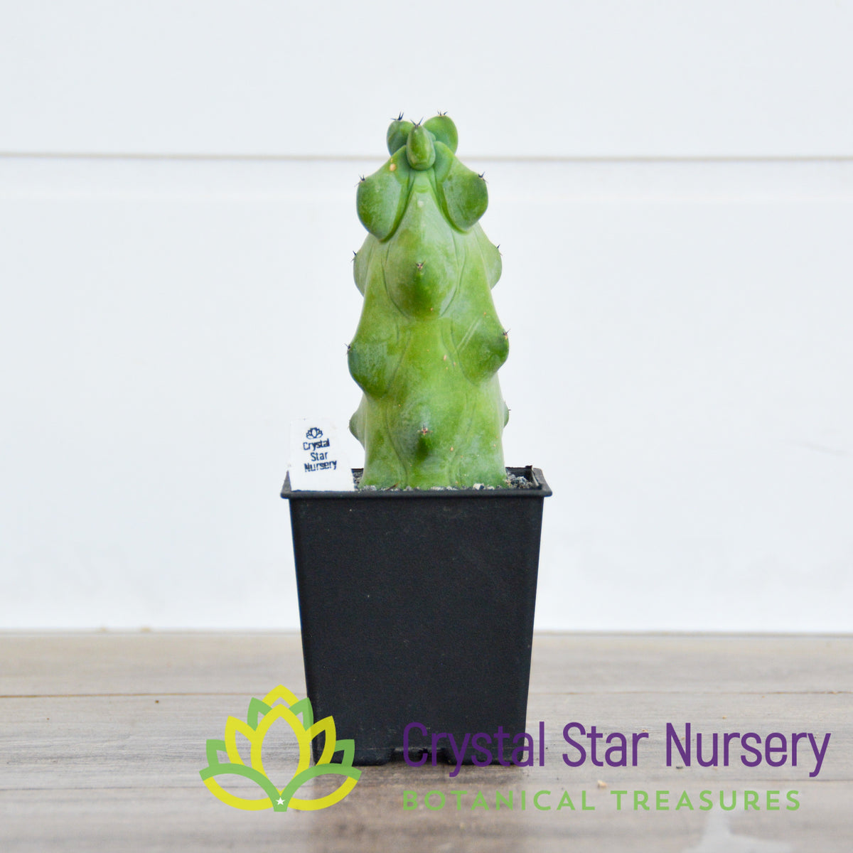Myrtillocactus Geometrizans Cv. Fukurokuryuzinboku