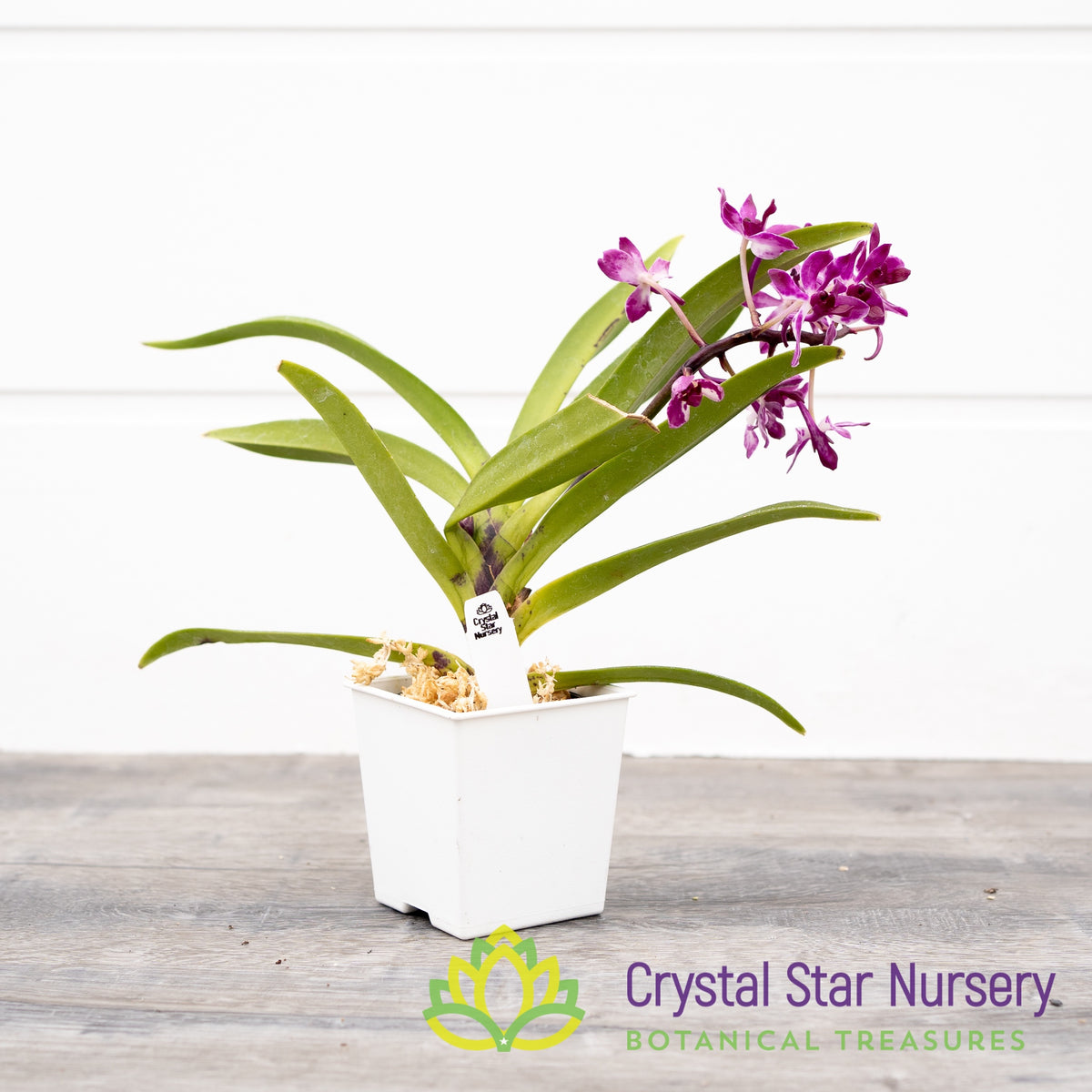 Neostylis Pinky &#39;Red&#39; (NE11)