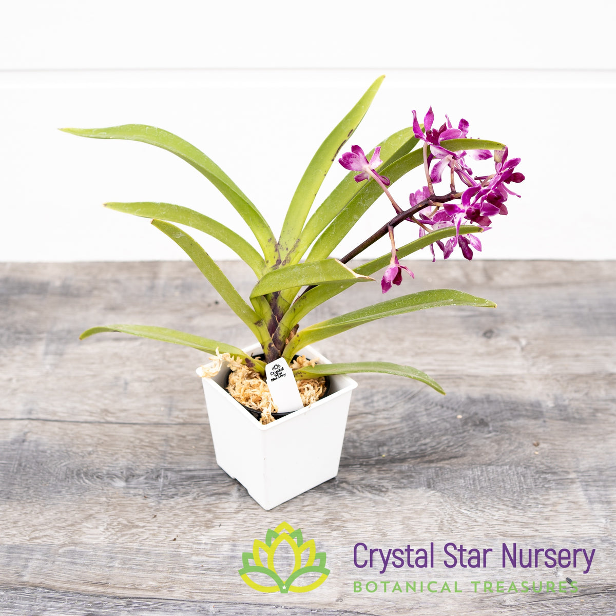 Neostylis Pinky &#39;Red&#39; (NE11)