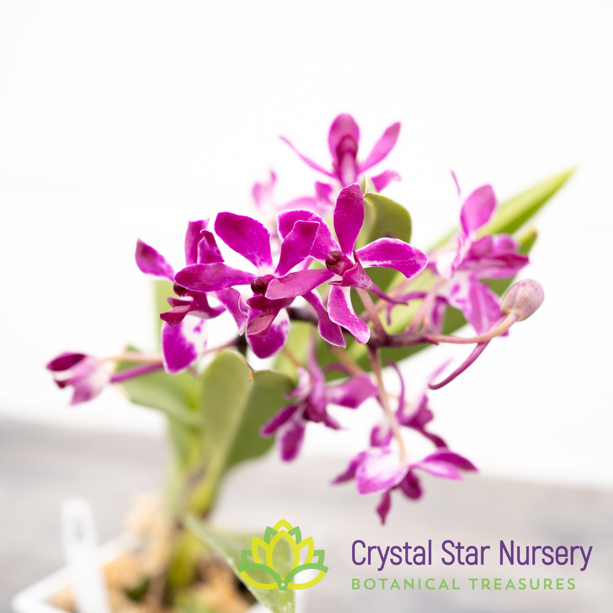Neostylis Pinky &#39;Red&#39; (NE11)