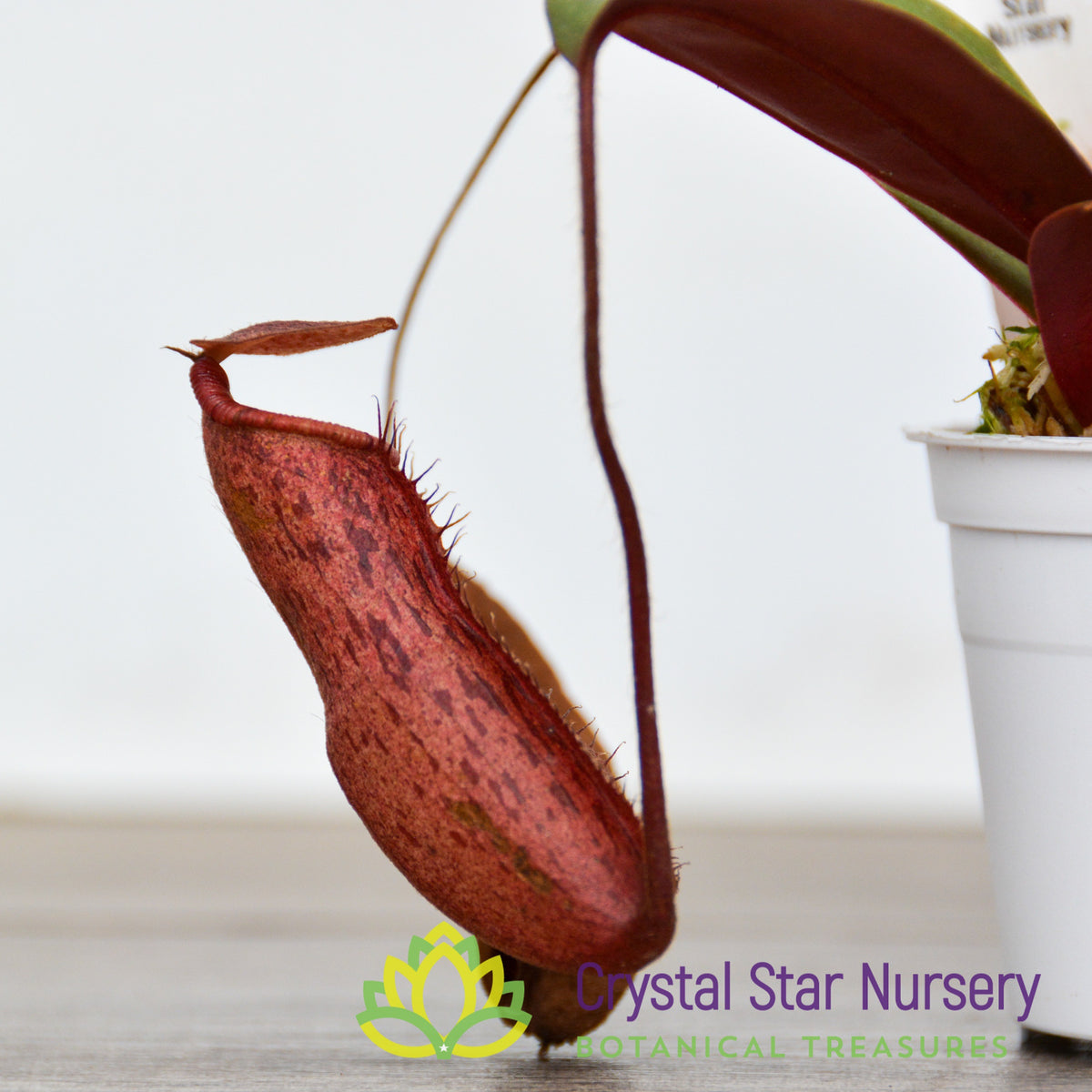 Nepenthes ventricosa x peltata