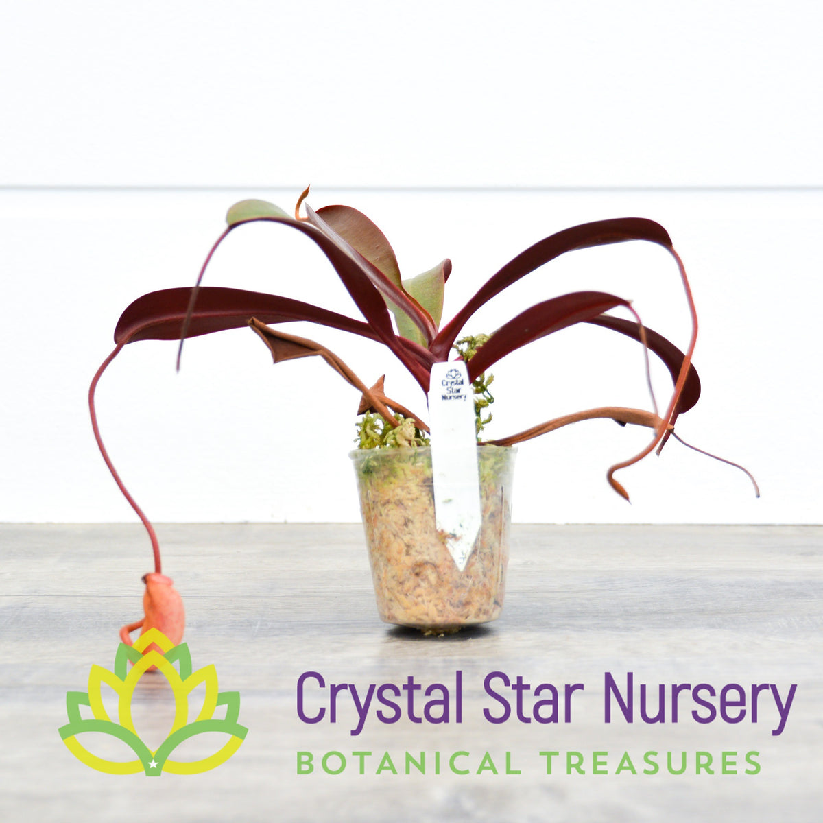 Nepenthes ventricosa x peltata