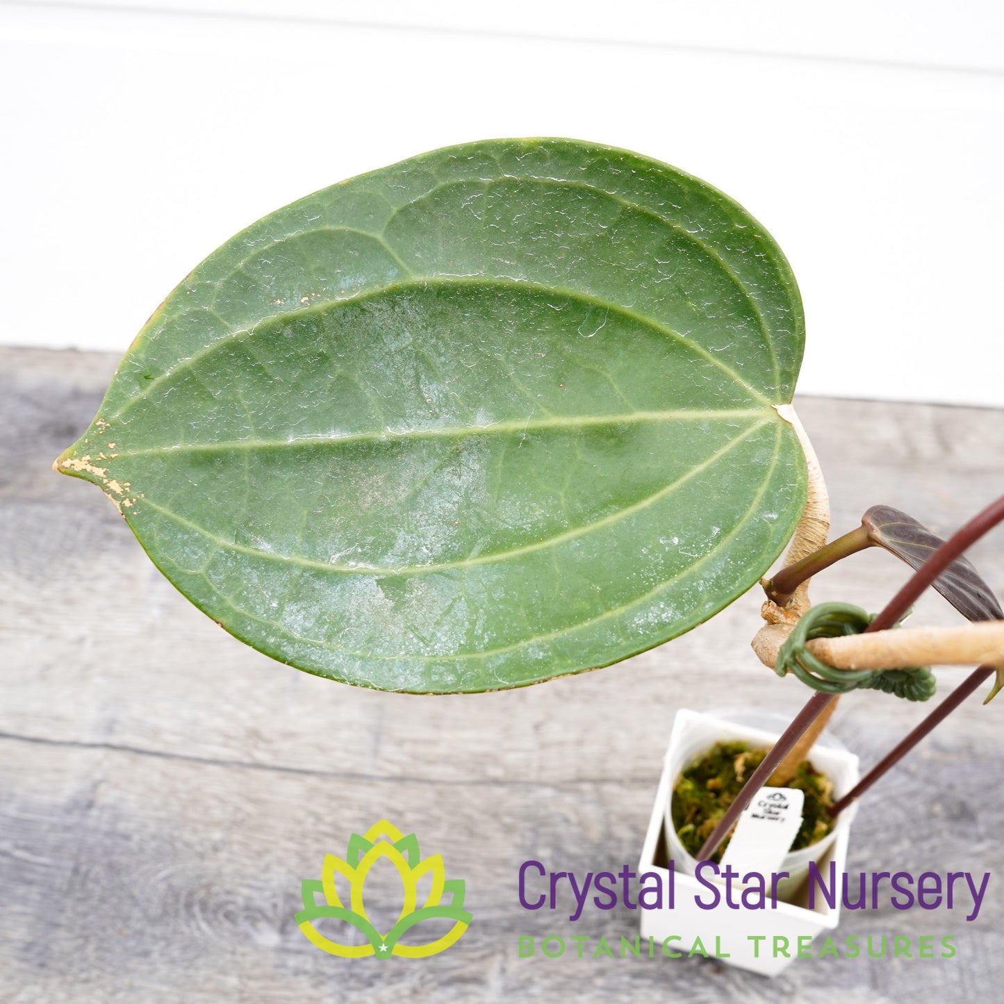 Hoya latifolia (pink)
