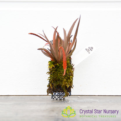 Oberonia Rosea 'Crystal Star' CCM/AOS