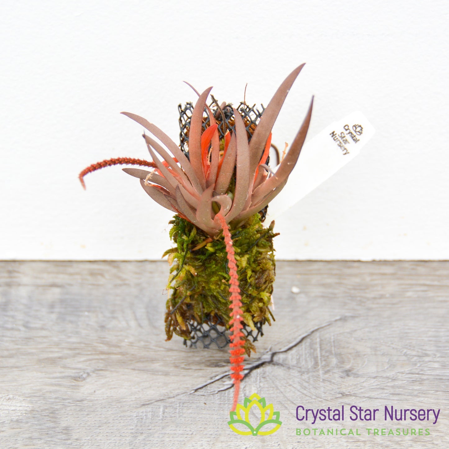 Oberonia Rosea 'Crystal Star' CCM/AOS