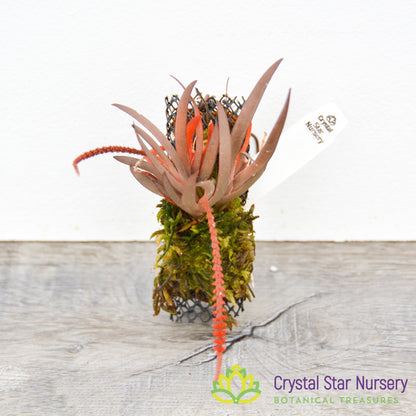 Oberonia Rosea 'Crystal Star' CCM/AOS