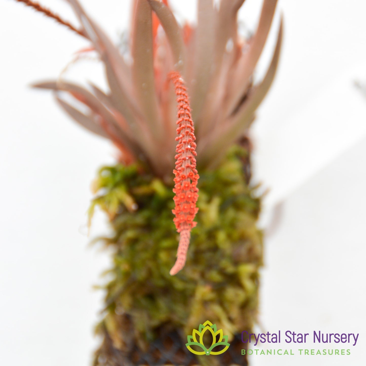 Oberonia Rosea 'Crystal Star' CCM/AOS