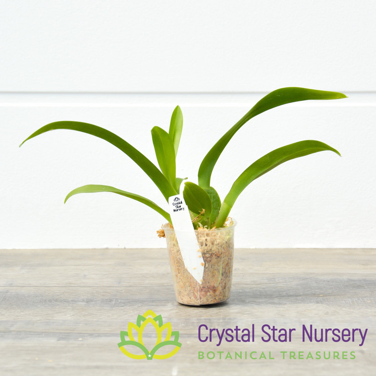 Oncidium Guann Shin Sakurai (ONC-07)
