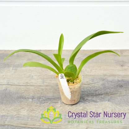 Oncidium Guann Shin Sakurai (ONC-07)