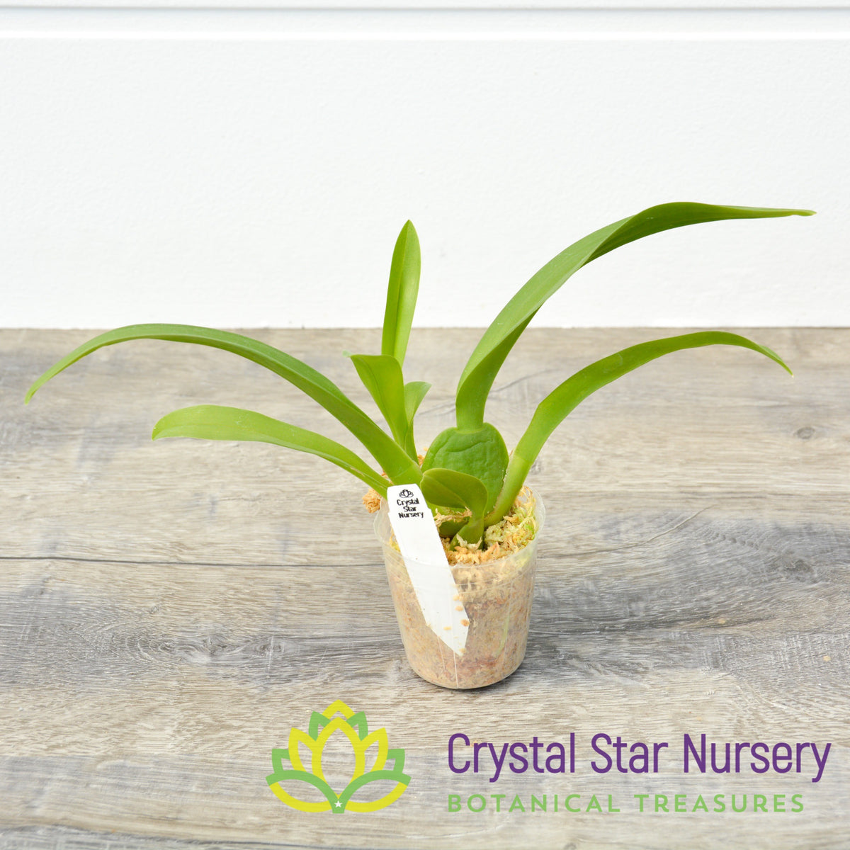Oncidium Guann Shin Sakurai (ONC-07)