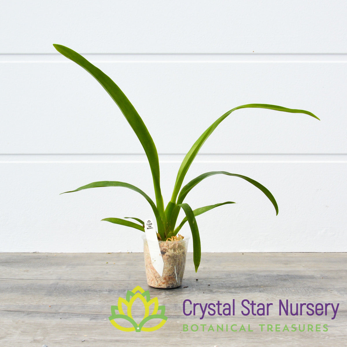 Oncidium Hawaiian Sunset &#39;Oro Verde&#39; (ONC-01)