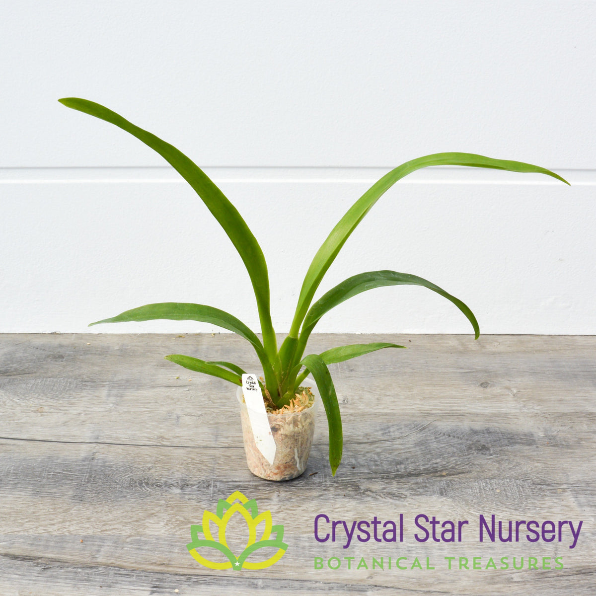 Oncidium Hawaiian Sunset &#39;Oro Verde&#39; (ONC-01)