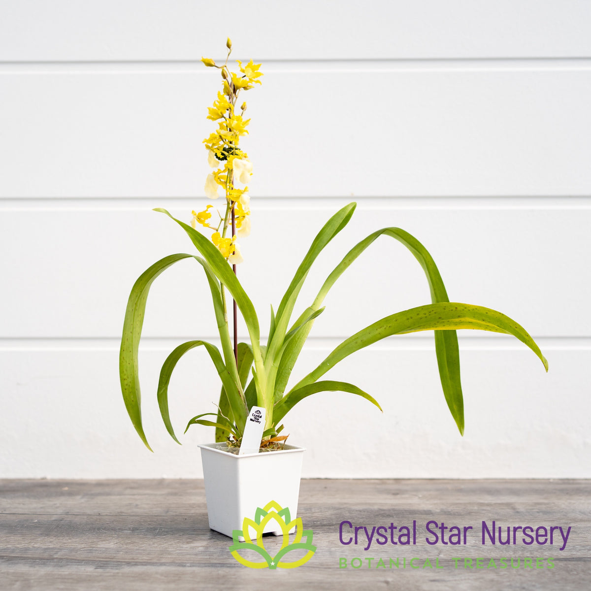 Oncidium Hawaiian Sunset &#39;Oro Verde&#39; (ONC-01)