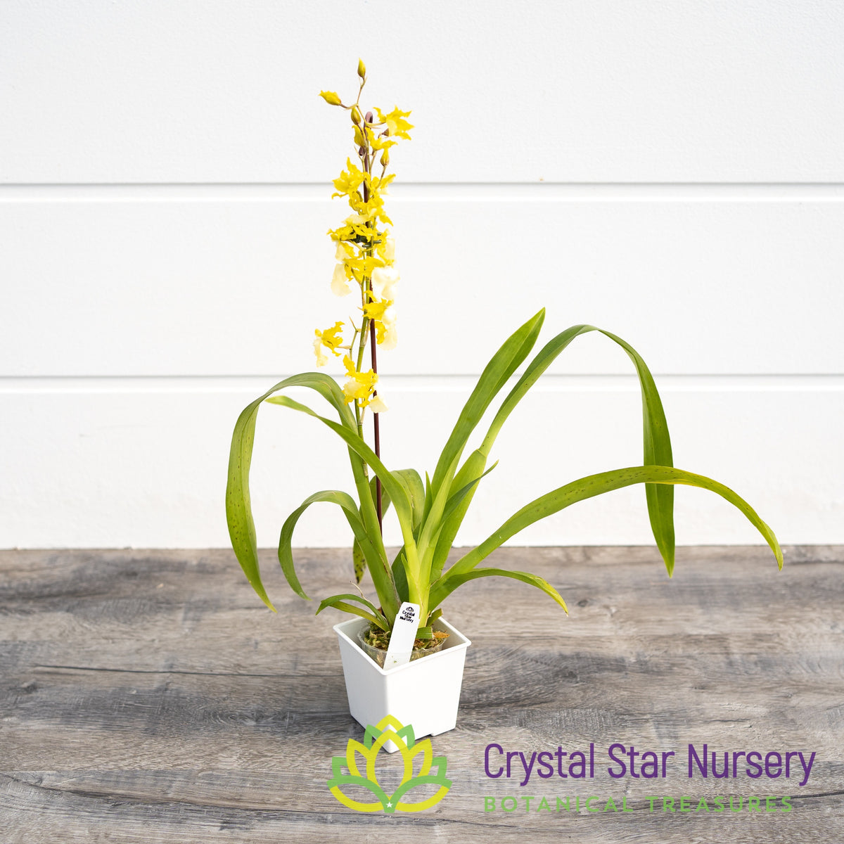 Oncidium Hawaiian Sunset &#39;Oro Verde&#39; (ONC-01)