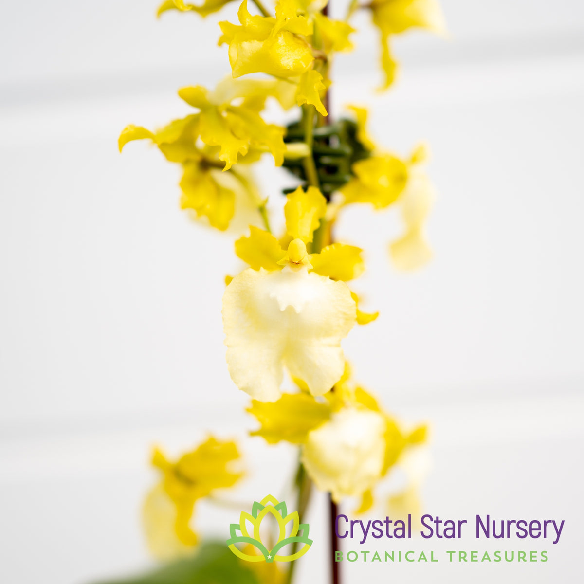 Oncidium Hawaiian Sunset &#39;Oro Verde&#39; (ONC-01)