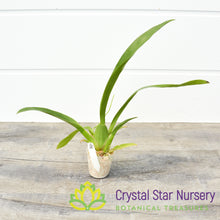 Oncidium Heaven Scent 'Redolence'