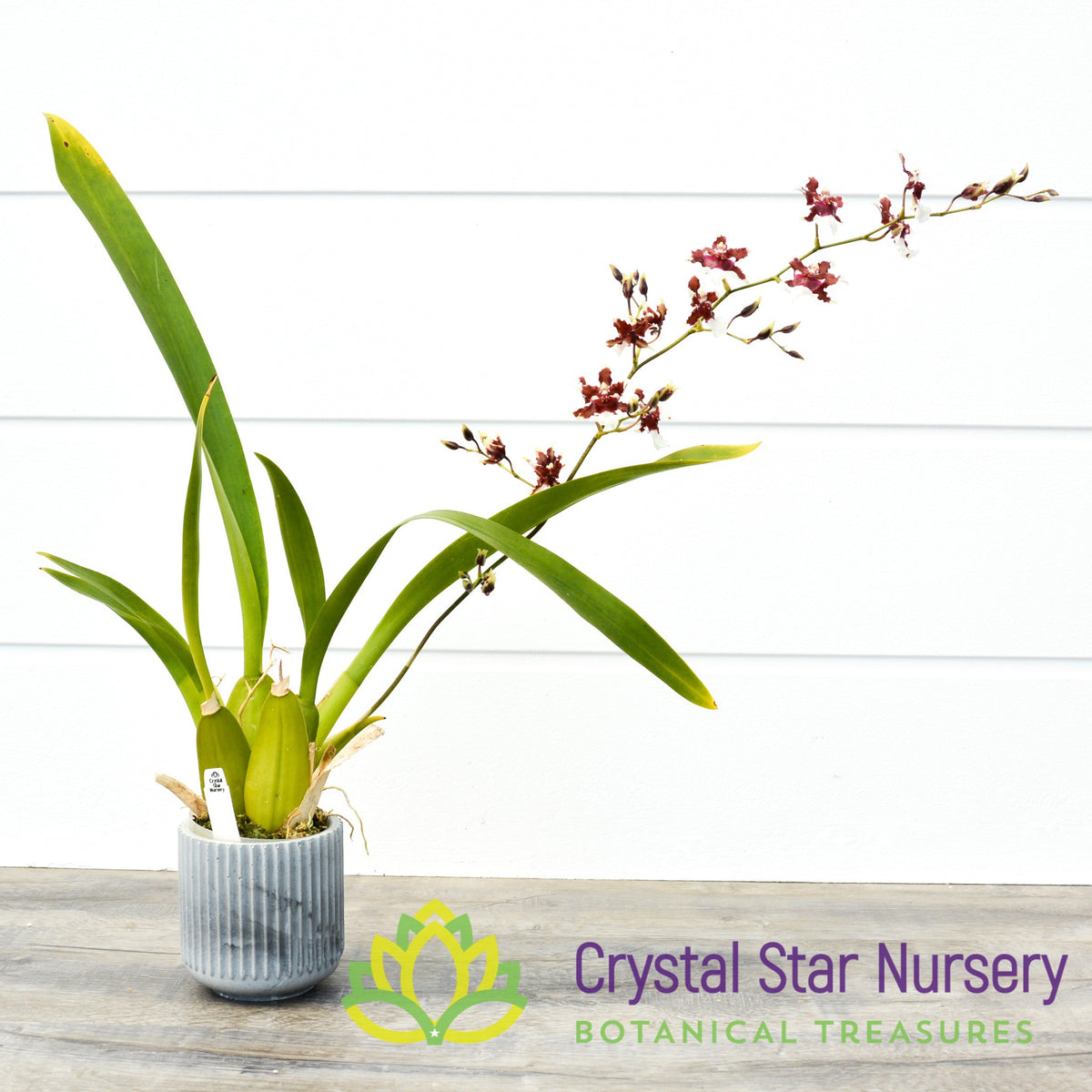 Oncidium Heaven Scent 'Redolence'
