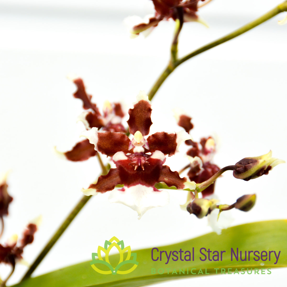Oncidium Heaven Scent &#39;Redolence&#39;