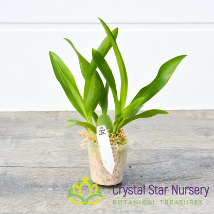 Oncidium Jairak Fragrance 'Ruby Doll' (ONC-04)