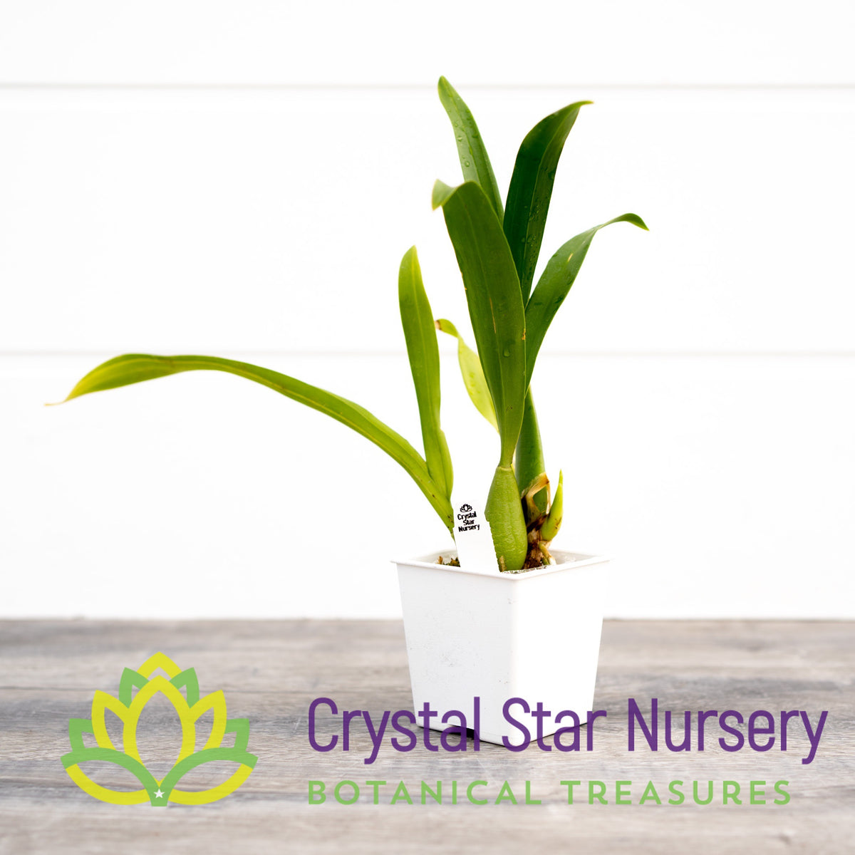 Oncidium Jiuhbao Gold (ONC-02)