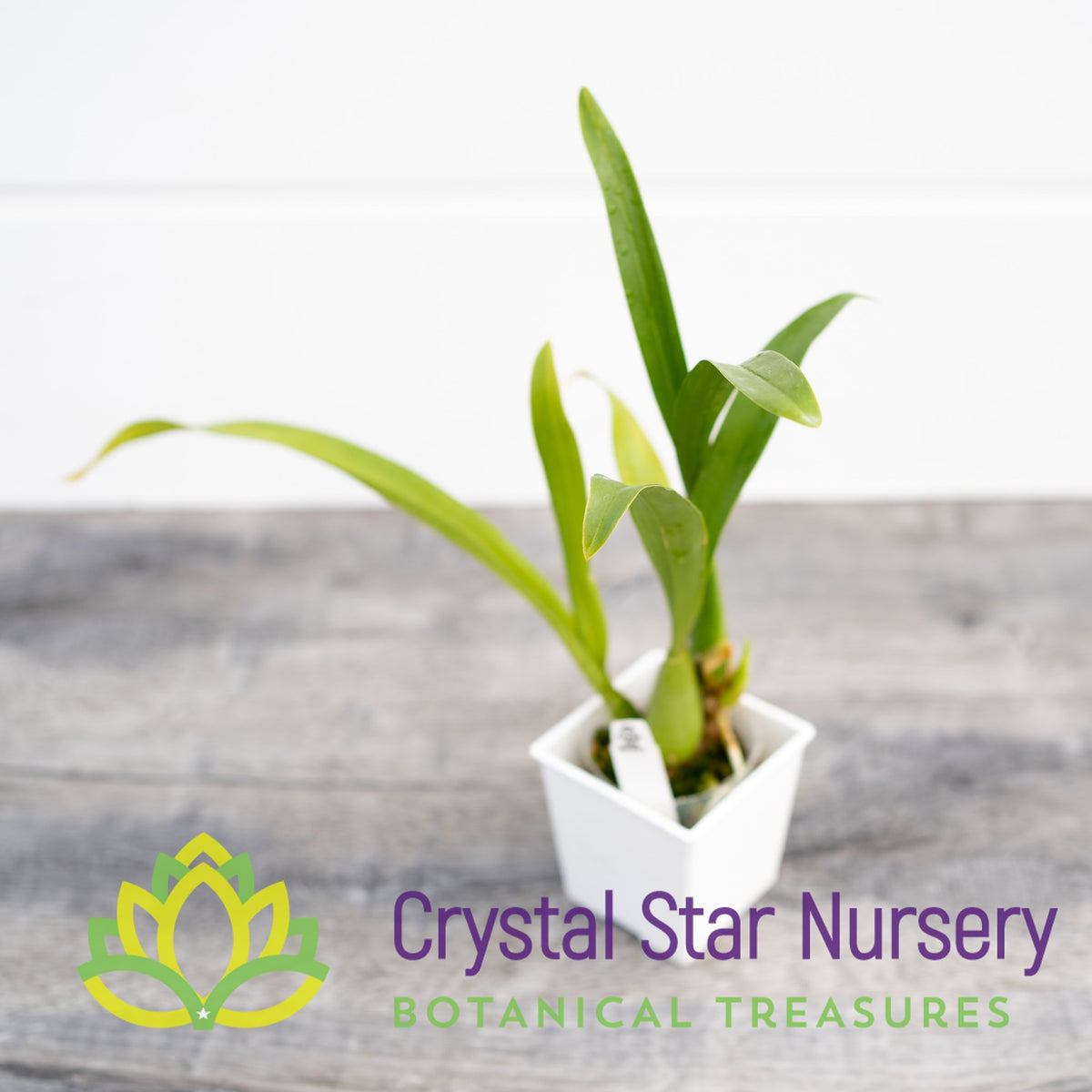 Oncidium Jiuhbao Gold (ONC-02)