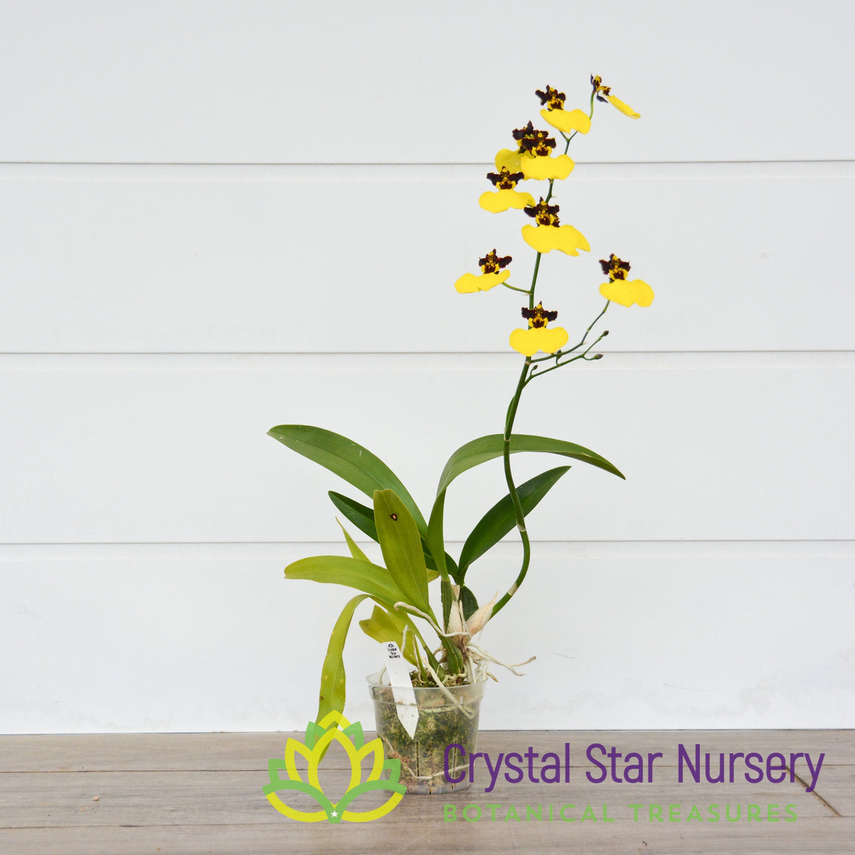 Oncidium Moon Shadow ‘Tiger Tail’ (ONC-11)
