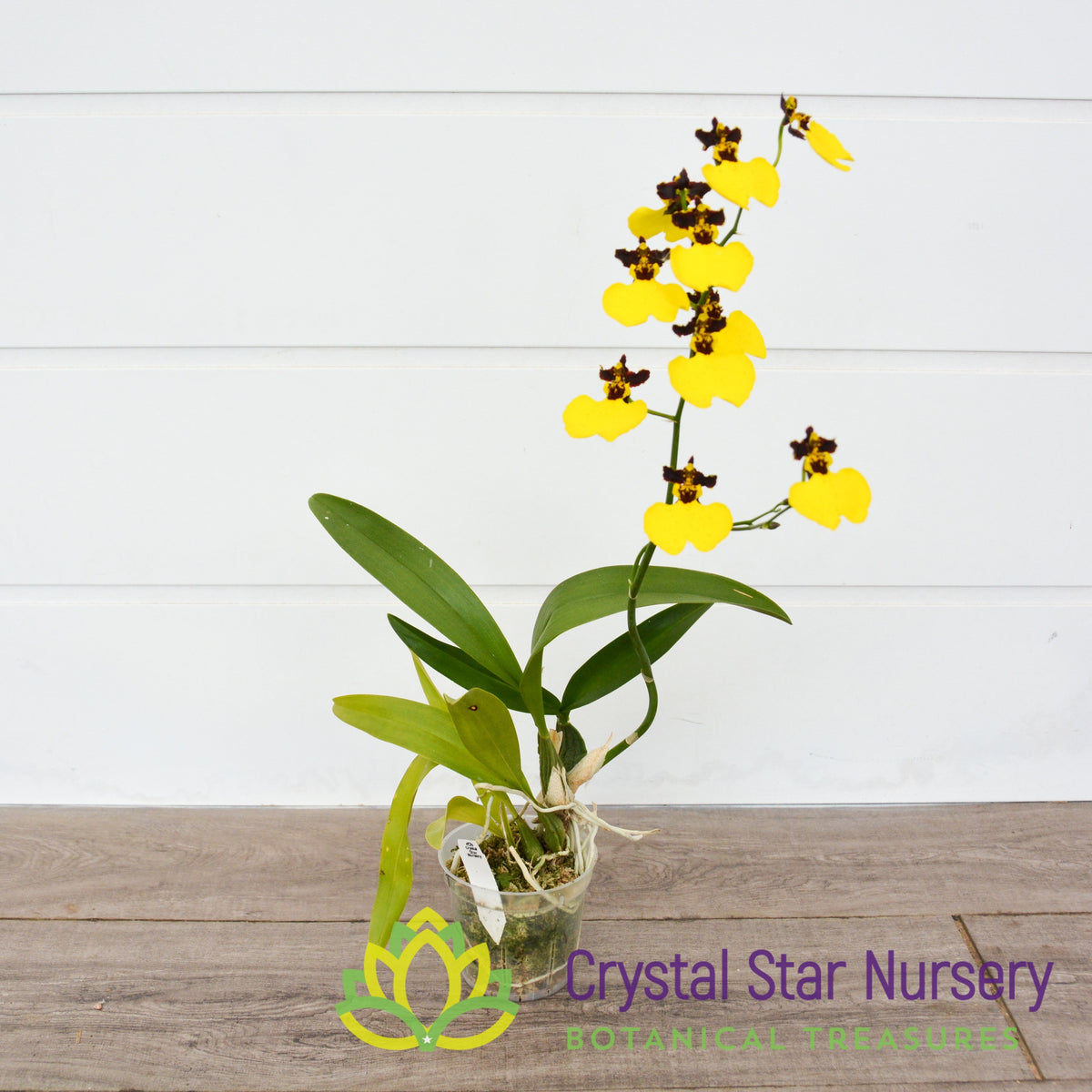 Oncidium Moon Shadow ‘Tiger Tail’ (ONC-11)