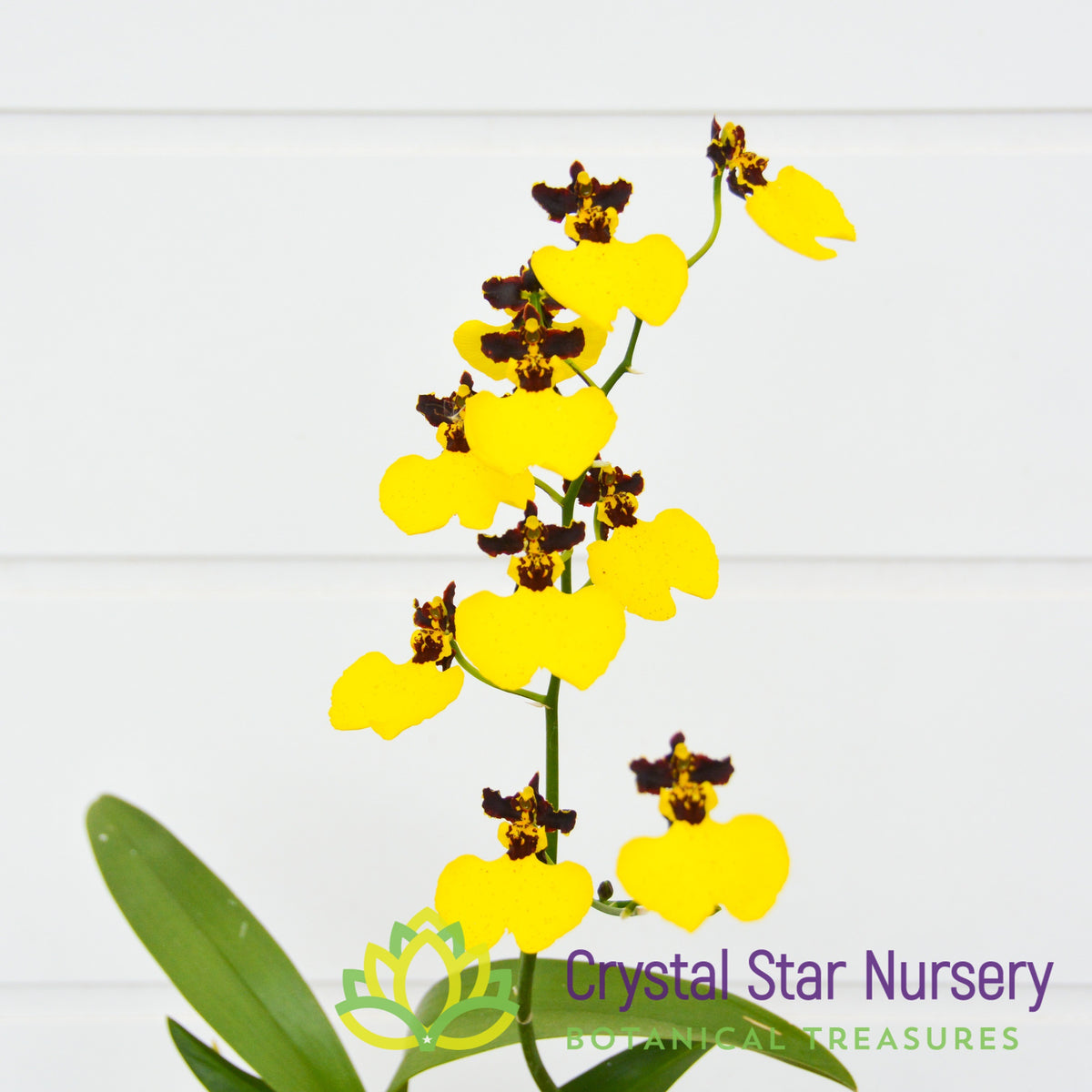 Oncidium Moon Shadow ‘Tiger Tail’ (ONC-11)