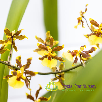 Oncidium Tropical Breeze 'Everglades'