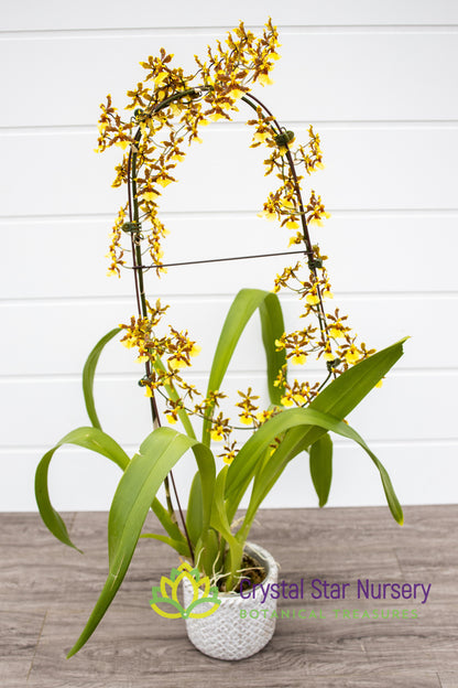 Oncidium Tropical Breeze 'Everglades'
