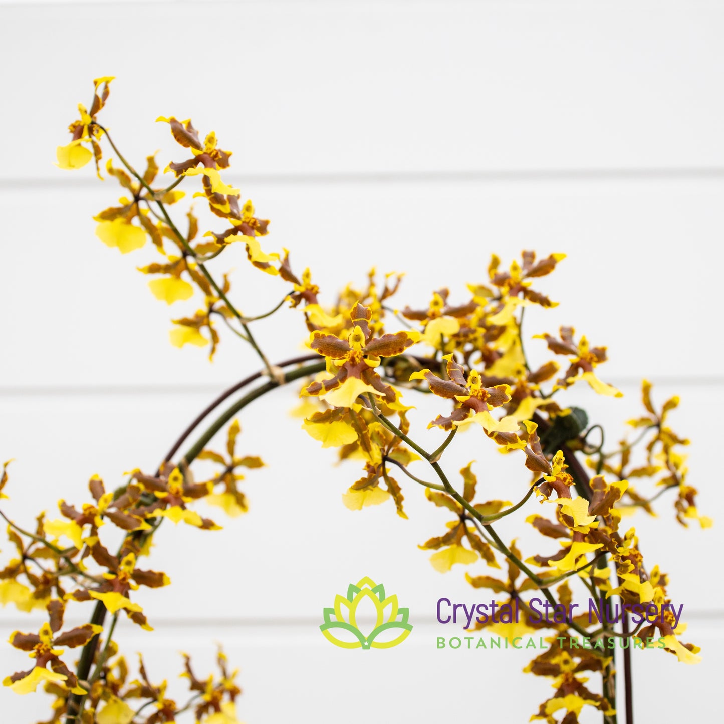 Oncidium Tropical Breeze 'Everglades'
