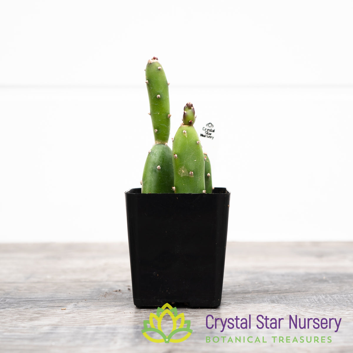 Opuntia canterae