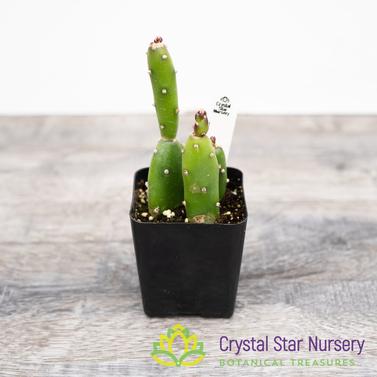 Opuntia canterae