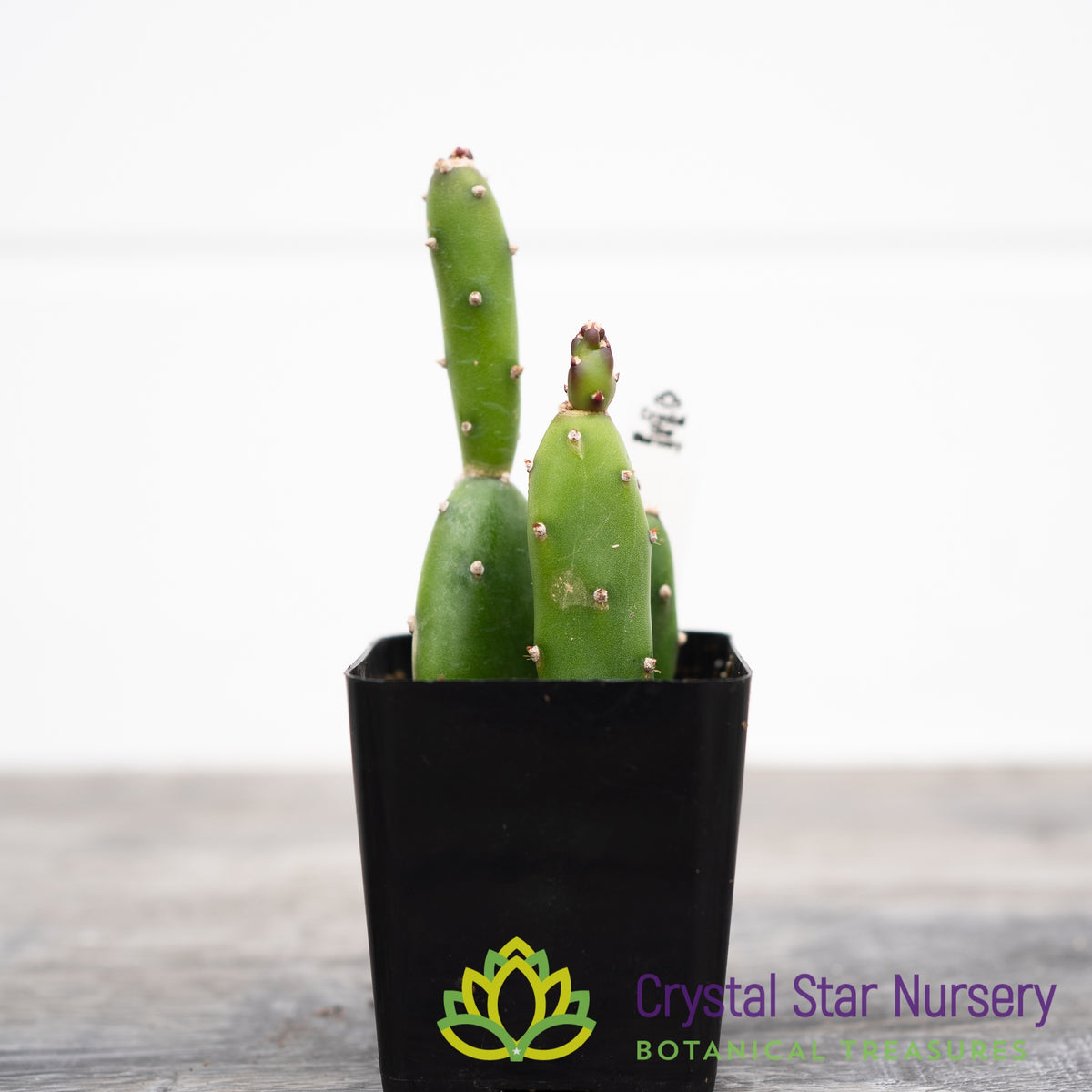 Opuntia canterae