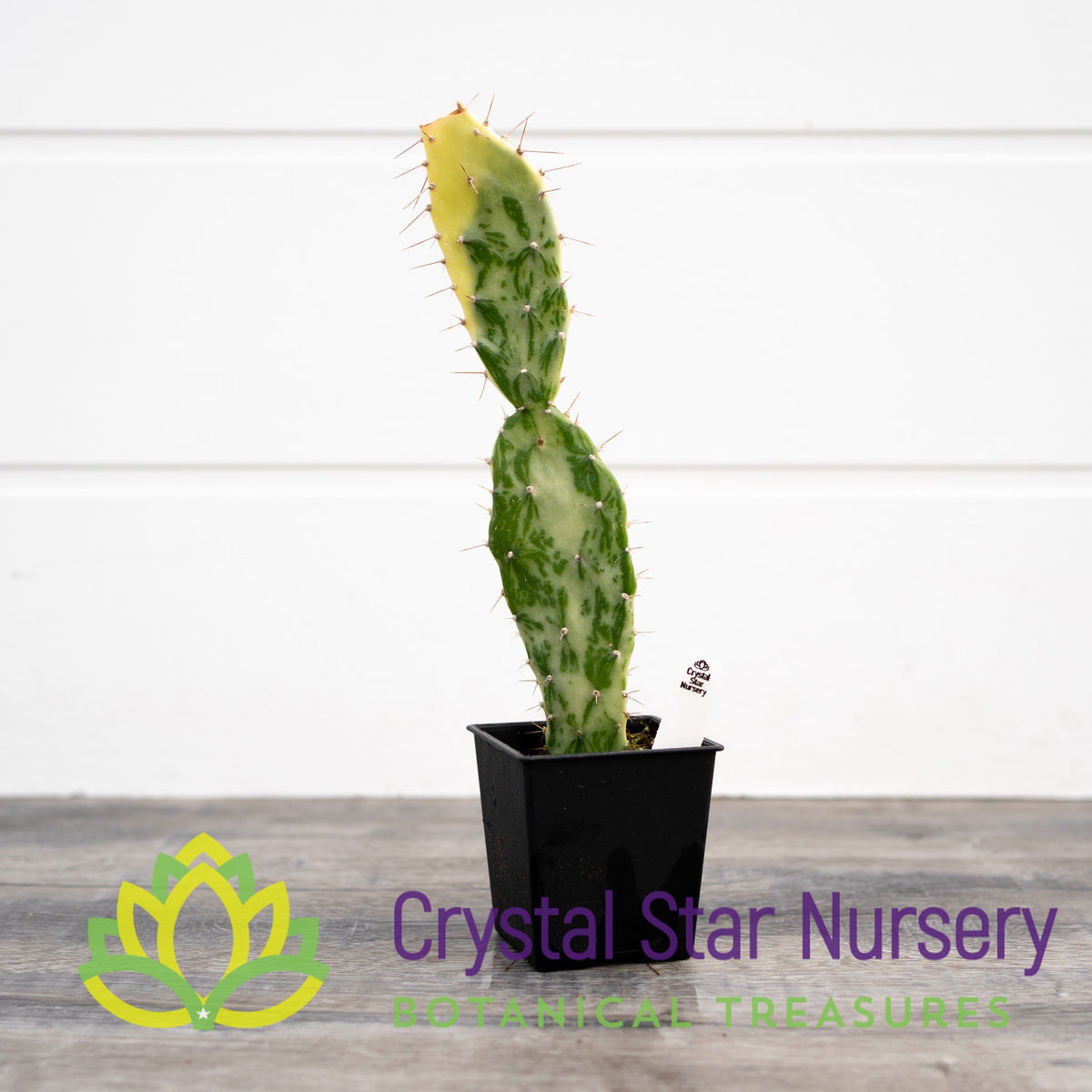 Opuntia Monacantha f. Variegata