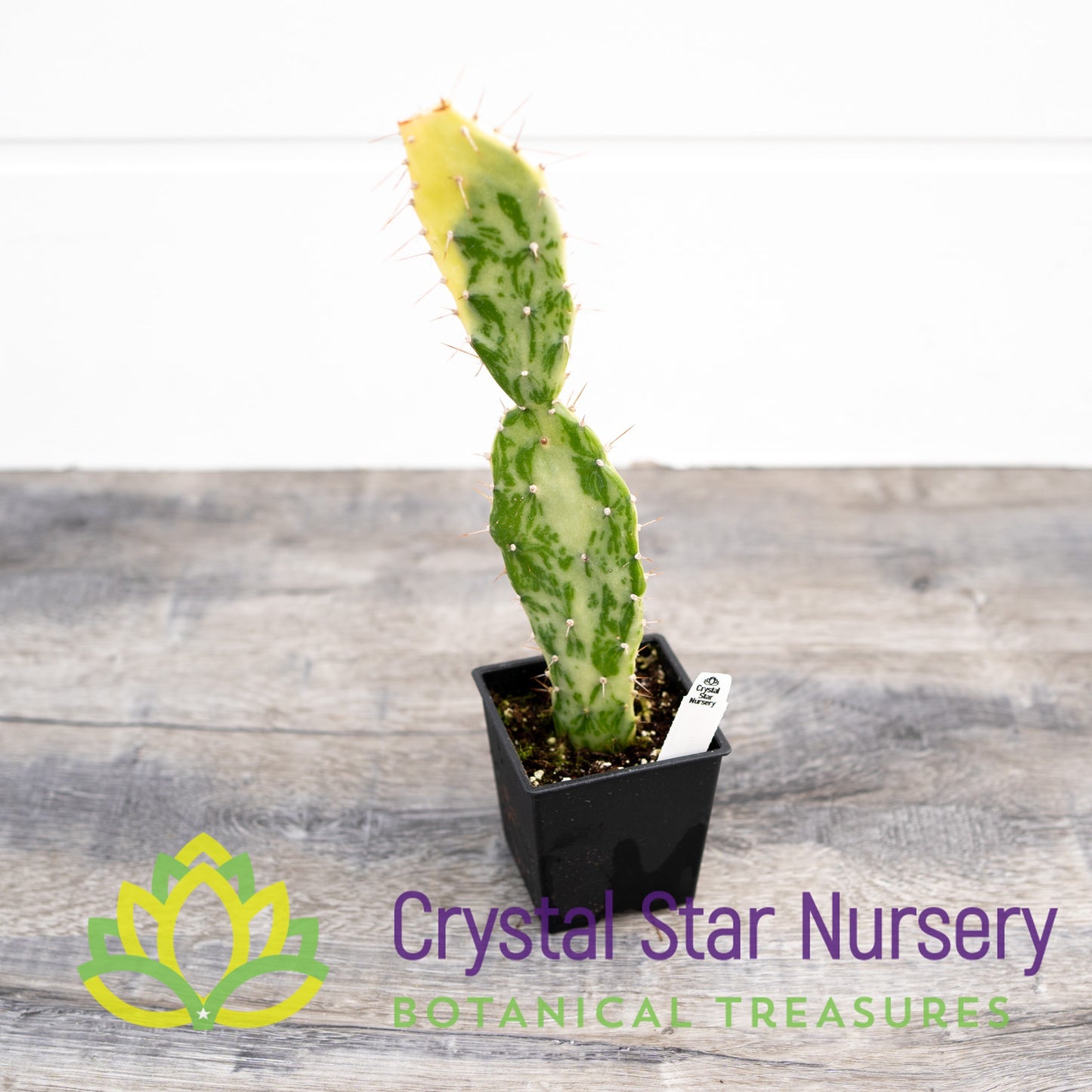 Opuntia Monacantha f. Variegata