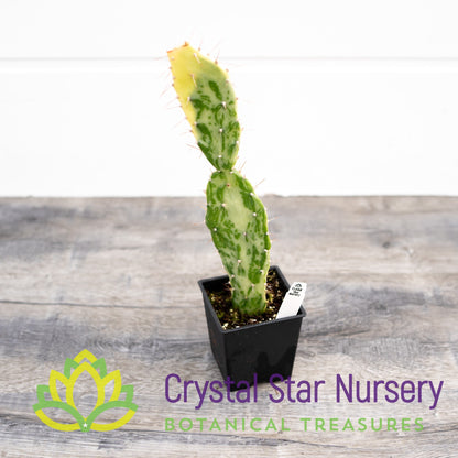 Opuntia Monacantha f. Variegata